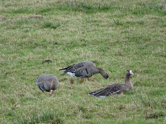 助沙特阿拉 助沙特阿拉